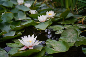 Wild lilies in the city pond, in the park. Autumn time.