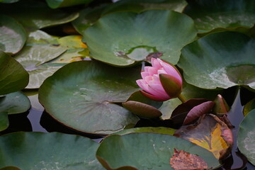 Wild lilies in the city pond, in the park. Autumn time.