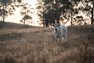 outback aussie beef cattle livestock on a regenerative agriculture farm practicing sustainable agricultural practices in summer