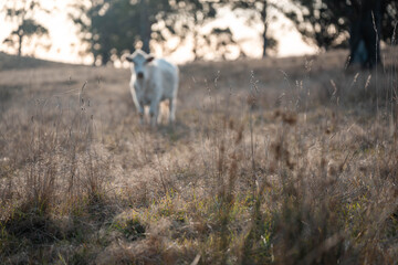 outback aussie beef cattle livestock on a regenerative agriculture farm practicing sustainable agricultural practices in summer
