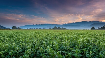 Naklejka premium Milk thistle field at Dawn