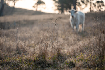 Stud Beef bulls, cows and calves grazing on grass in a field, in Australia. breeds of cattle include wagyu, murray grey, angus, brangus and wagyu on long pasture in summer
