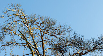 Leafless branches stretch across a bright blue sky, creating a stark silhouette
