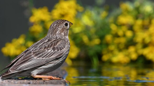 Close-up portrait of a Corn Bunting, Emberiza calandra, by the water's edge, surrounded by yellow flowers, with striped brown feathers.