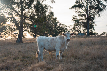 outback aussie beef cattle livestock on a regenerative agriculture farm practicing sustainable agricultural practices in summer