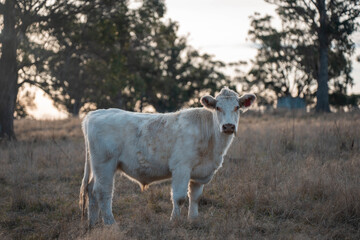 outback aussie beef cattle livestock on a regenerative agriculture farm practicing sustainable agricultural practices in summer