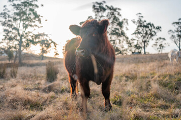 outback aussie beef cattle livestock on a regenerative agriculture farm practicing sustainable agricultural practices in summer