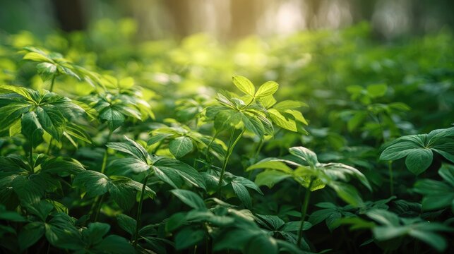 Siberian ginseng field at Dawn