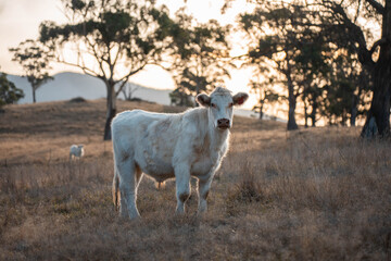 outback aussie beef cattle livestock on a regenerative agriculture farm practicing sustainable agricultural practices in summer