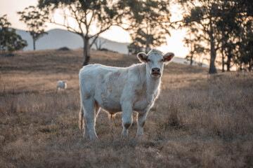 Stud Beef bulls, cows and calves grazing on grass in a field, in Australia. breeds of cattle include wagyu, murray grey, angus, brangus and wagyu on long pasture in summer