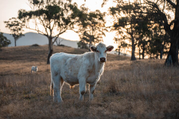Stud Beef bulls, cows and calves grazing on grass in a field, in Australia. breeds of cattle include wagyu, murray grey, angus, brangus and wagyu on long pasture in summer