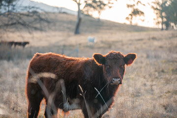 outback aussie beef cattle livestock on a regenerative agriculture farm practicing sustainable agricultural practices in summer
