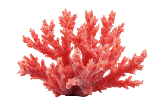 Vibrant coral, branching red structure