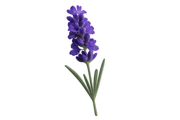 Obraz premium Fresh lavender flower stem with purple blossoms isolated on white background suitable for aromatherapy, wellness, herbal, spa, natural, eco, botanical, and floral design uses
