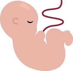Fetus in Early Pregnancy Illustration