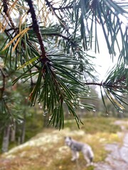 Close-up of pine tree branch with raindrops in forest after rain