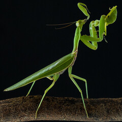 green praying mantis