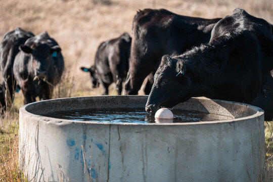 angus calm cow drinking water out of a round trough. livestock water trough in a field on a cattle farm in Australia in summer