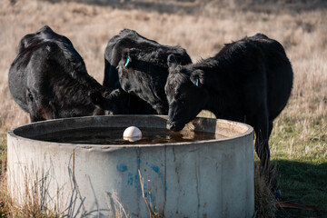 angus calm cow drinking water out of a round trough. livestock water trough in a field on a cattle farm in Australia in summer