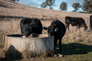 angus calm cow drinking water out of a round trough. livestock water trough in a field on a cattle farm in Australia in summer
