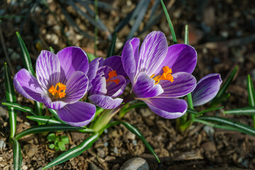 Three striped purple crocuses King of Stripes flower with white stripes, its bright orange stamen vividly contrasting against delicate petals