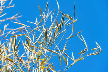 Dry yellow leaves bamboo Phyllostachys aureosulcata on background of bright blue sky. Selective focus