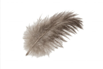 Obraz premium Soft brown light feather creating a gentle feeling of freedom, floating, and lightness on a transparent background