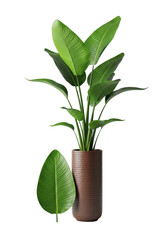 Fototapeta premium green plant in vase