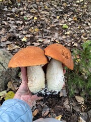 Fresh orange-cap mushrooms picked in autumn forest in Finland