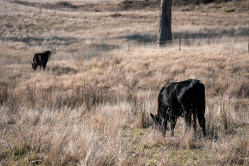 angus calm cow drinking water out of a round trough. livestock water trough in a field on a cattle farm in Australia in summer