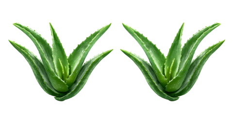 Two aloe vera plants isolated on transparent png background