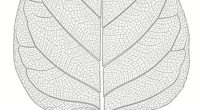 Detailed illustration of a leaf skeleton, showcasing intricate vein patterns and delicate structure against a white background.