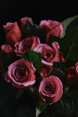Close up of fresh pink roses covered with dew drops, surrounded by rich green leaves on a deep black background. texture of petals and moisture is highlighted by soft side light.