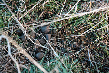 kangaroo and wallaby poo on grass