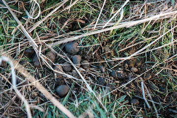 kangaroo and wallaby poo on grass