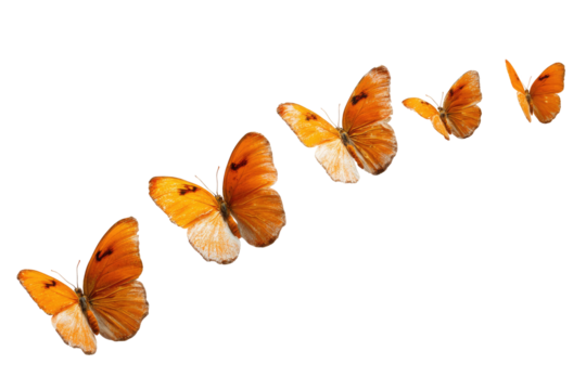 Orange butterflies in flight, curved path