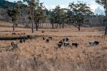 Obraz premium Stud Beef bulls, cows and calves grazing on grass in a field, in Australia. breeds of cattle include wagyu, murray grey, angus, brangus and wagyu on long pasture in summer