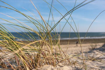 Dune grass at beach. Close-up of dune grass swaying in the breeze with the ocean behind. The blurred background shows sand and waves.