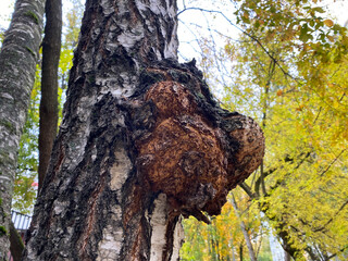 Inonotus Obliquus. Chaga mushroom on trunk birch tree, close-up. Dried fungus chaga used for healing tea or ersatz coffee in folk medicine © AB-7272