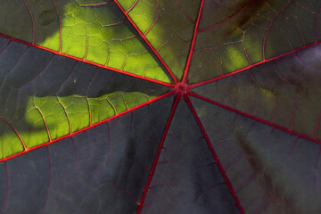 Detail of big dark green leaf.