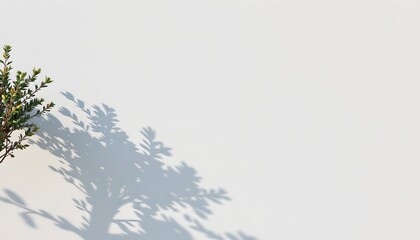 A simple yet elegant scene. A small potted plant with sparse foliage stands alone against a light colored background, casting an interesting shadow that partially obscures it