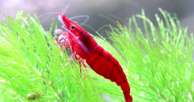 Aquarium shrimp Neocaridina Davidi Heteropoda, red chitinous shell. Aquatic animal eating algae on a green plant of Ceratophyllum and swims away. Macro view, freshwater tank nature. 