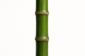 Obraz premium Green Bamboo Isolated on White Background