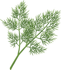 Green Dill Sprig with Fine Feathery Leaves herb spice