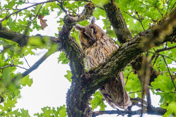 Waldohreule sitzt in einem Baum