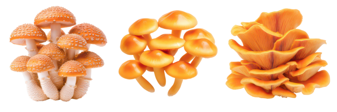 Mushroom Trio: A close-up shot of three distinct groups of vibrant mushrooms showcasing different shapes and colors.
