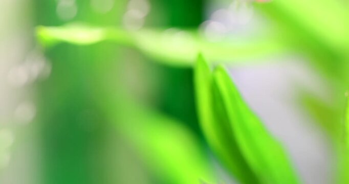 Aquarium fish fry Danio Margaritatus Celestial Pearl Danio, Microrasbora Galaxy swim and fight. Blurred background of green plants, air bubbles. Macro view, very shallow depth of field