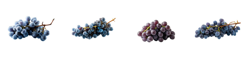 Fototapeta premium Set of Four clusters of dark, ripe grapes with water droplets