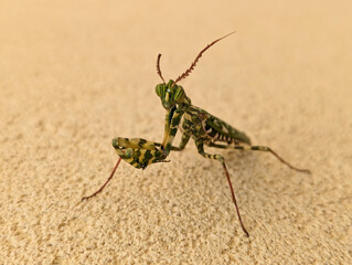 Macro View of a Green Praying Mantis on a Cream Wall Looking at the Camera