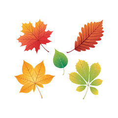 Colorful Autumn Leaves Vector Set with Realistic Seasonal Foliage Design